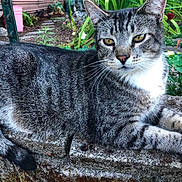 Tahoe is registered to the contest to win money with this photo: cat, tabby, animal, pet, outdoor, garden, flower, greenery, stone, ledge, relaxed, feline, nature, whiskers, yellow_eyes, closeup, resting, fur, plant, sunlight