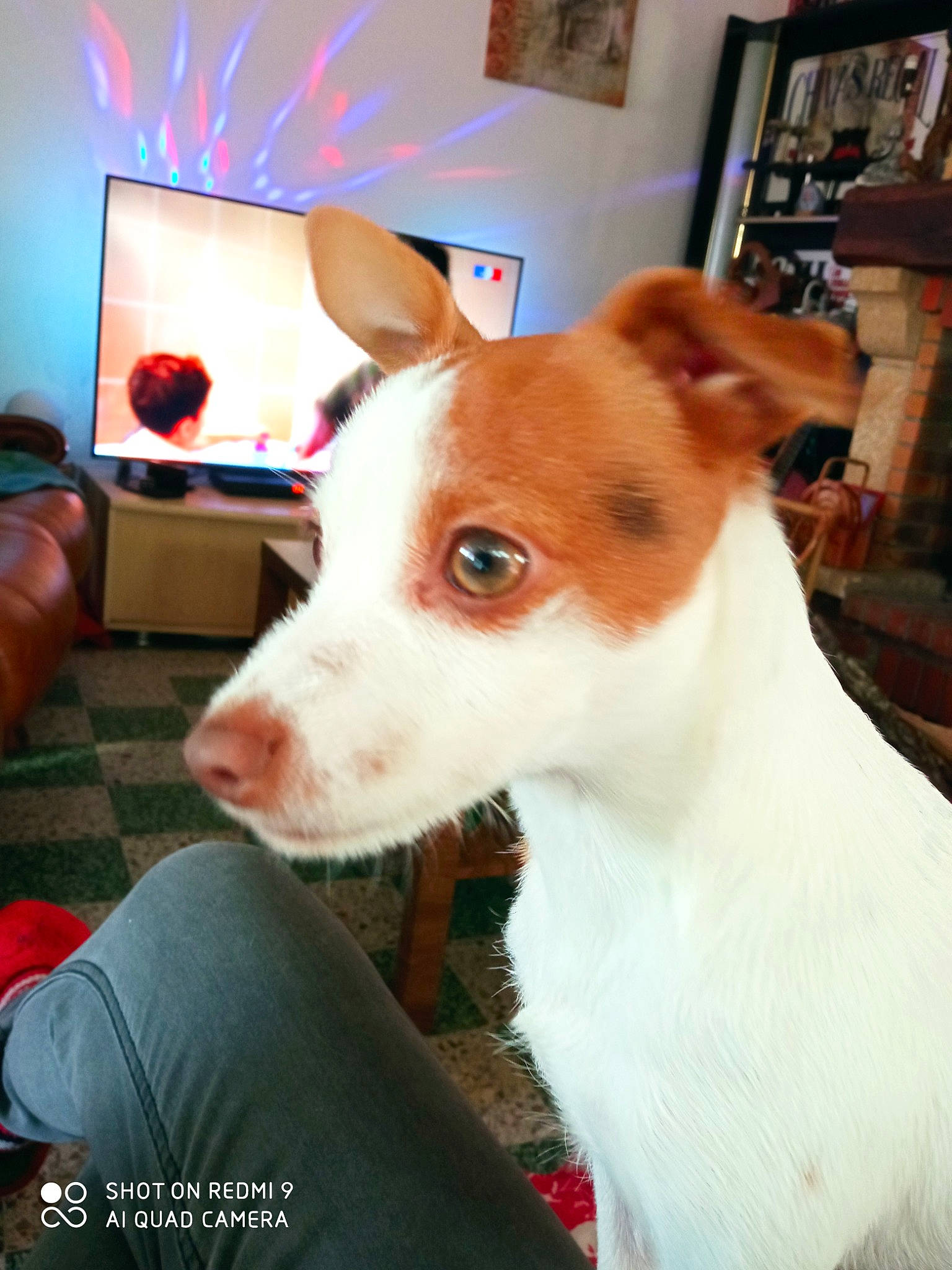 Jack a rejoint le concours — aidez-le/la à gagner de superbes lots ! ancient_dog_breeds, canidae, carnivore, companion_dog, couch, dog, dog_breed, ear, fawn, fur, houseplant, non_sporting_group, picture_frame, shelf, sighthound, sporting_group, television, terrier, whiskers, working_animal