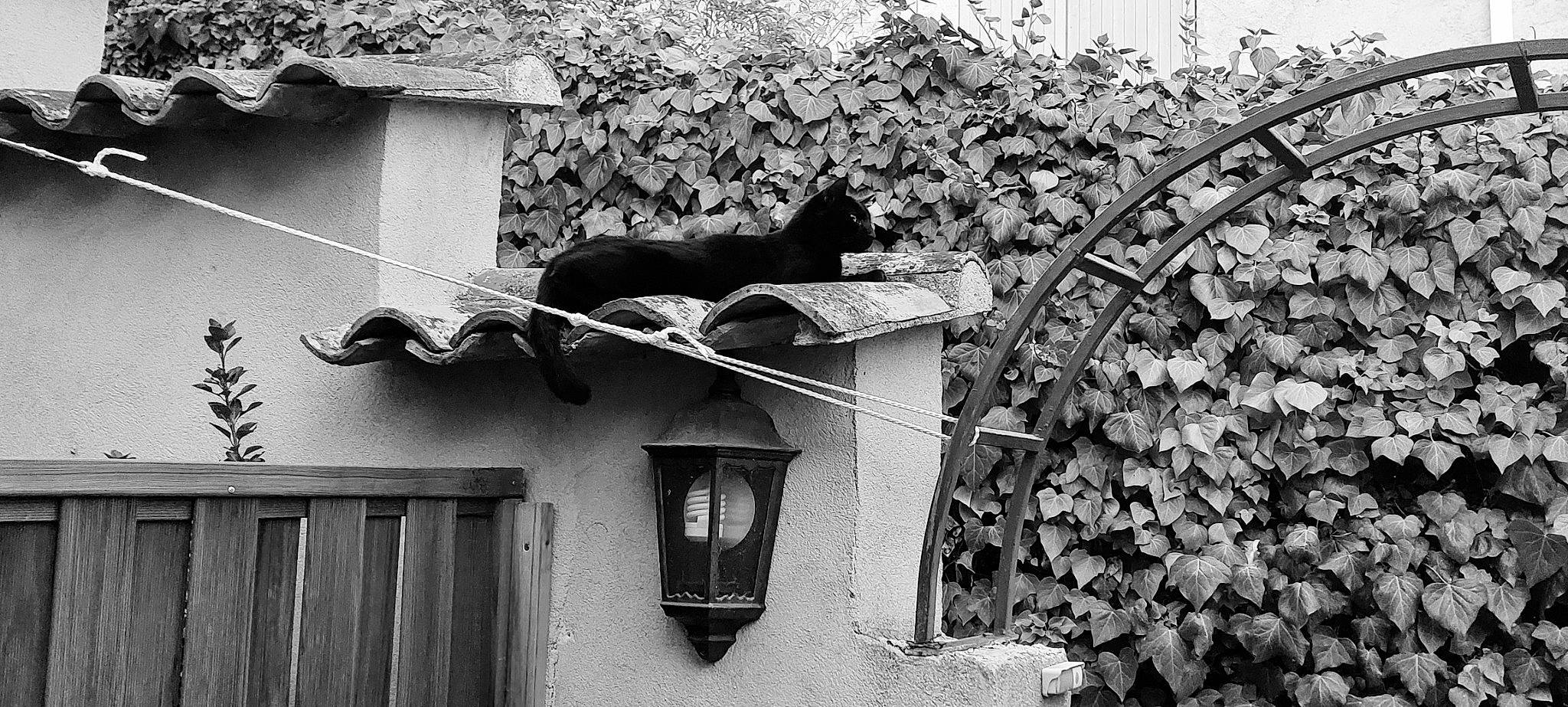 Massimo participe au concours pour gagner de l'argent avec cette photo : black, black_and_white, building, carnivore, facade, felidae, grey, house, monochrome, monochrome_photography, photograph, plant, roof, small_to_medium_sized_cats, style, tints_and_shades, wall, white, window, wood