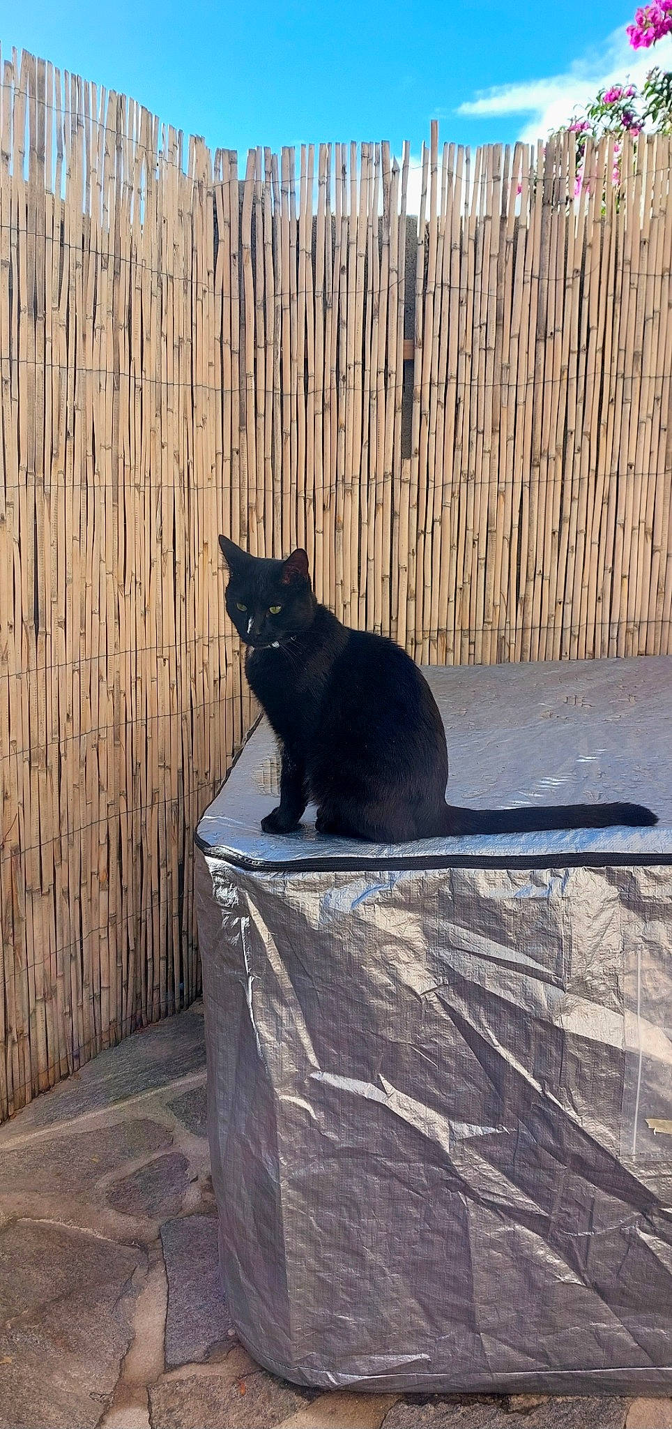 Massimo participe au concours pour gagner de l'argent avec cette photo : black_cat, bombay, carnivore, cat, domestic_short_haired_cat, felidae, grass, grey, line, rectangle, shade, shadow, sitting, small_to_medium_sized_cats, snout, tail, tints_and_shades, whiskers, window, wood