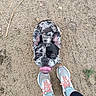 Brioche a rejoint le concours — aidez-le/la à gagner de superbes lots ! dog, french_bulldog, pet, animal, canine, outdoor, sand, feet, sneakers, tongue_out, happy, looking_up, standing, person, shoes, black_and_white, short_hair, playful, daylight, casual