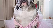 Brioche participe au concours pour gagner de l'argent avec cette photo : french_bulldog, dog, pet, tutu, pink, costume, indoor, floor, wooden_floor, animal, cute, portrait, sitting, ears, face, home, plant, furniture, decor, looking
