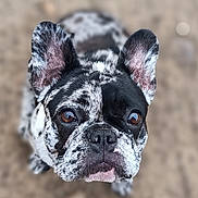 Brioche participe au concours pour gagner de l'argent avec cette photo : dog, french_bulldog, close_up, black_and_white, speckled_coat, ears, brown_eyes, pet, animal, outdoor, canine, portrait, cute, looking_up, snout, nose, fur, whiskers, background_blur, adorable