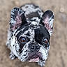 dog, french_bulldog, close_up, black_and_white, speckled_coat, ears, brown_eyes, pet, animal, outdoor, canine, portrait, cute, looking_up, snout, nose, fur, whiskers, background_blur, adorable