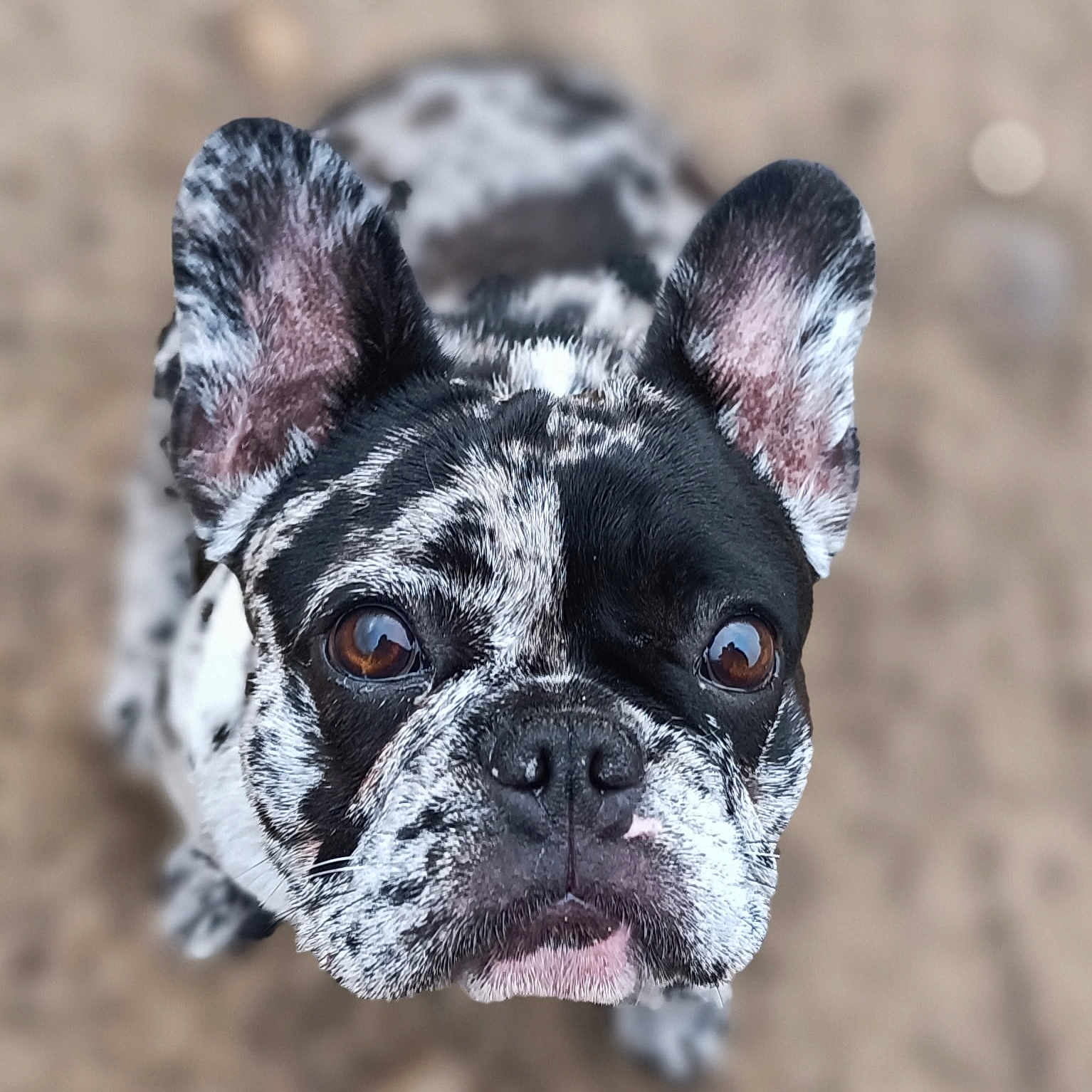 Brioche participe au concours pour gagner de l'argent avec cette photo : dog, french_bulldog, close_up, black_and_white, speckled_coat, ears, brown_eyes, pet, animal, outdoor, canine, portrait, cute, looking_up, snout, nose, fur, whiskers, background_blur, adorable