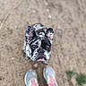 Brioche participe au concours pour gagner de l'argent avec cette photo : dog, french_bulldog, black_and_white, pet, looking_up, outdoor, sand, shoes, sneakers, feet, animal, cute, portrait, blurred_background, close_up, young_dog, canine, adorable, standing, casual