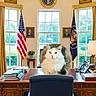 Jinx-C is registered to the contest to win money with this photo: animal, carpet, cat, chair, chandelier, curtain, decor, desk, flag, flowerpot, indoor, lamp, office, pet, phone, portrait, room, table, window, wooden_furniture