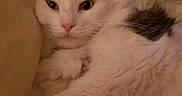 Jinx-C is registered to the contest to win money with this photo: animal, bed, black_patch, blanket, cat, cozy, cute, domestic_cat, feline, fluffy, fur, indoor, lying_down, orange_patch, paw, pet, relaxed, resting, sleepy, white_cat