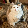 Jinx-C is registered to the contest to win money with this photo: cat, bear_rug, indoor, furniture, floor, fur, animal, pet, cozy, fluffy, calico, resting, domestic, cute, animal_skin, home, carpet, brown, white, relaxing