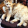 Jinx-C joined the competition — help win amazing prizes! animal, cat, chair, closeup, cozy, cushion, domestic, feline, fluffy, fur, indoor, looking, paws, pet, plaid, relaxed, resting, seated, whiskers, wood