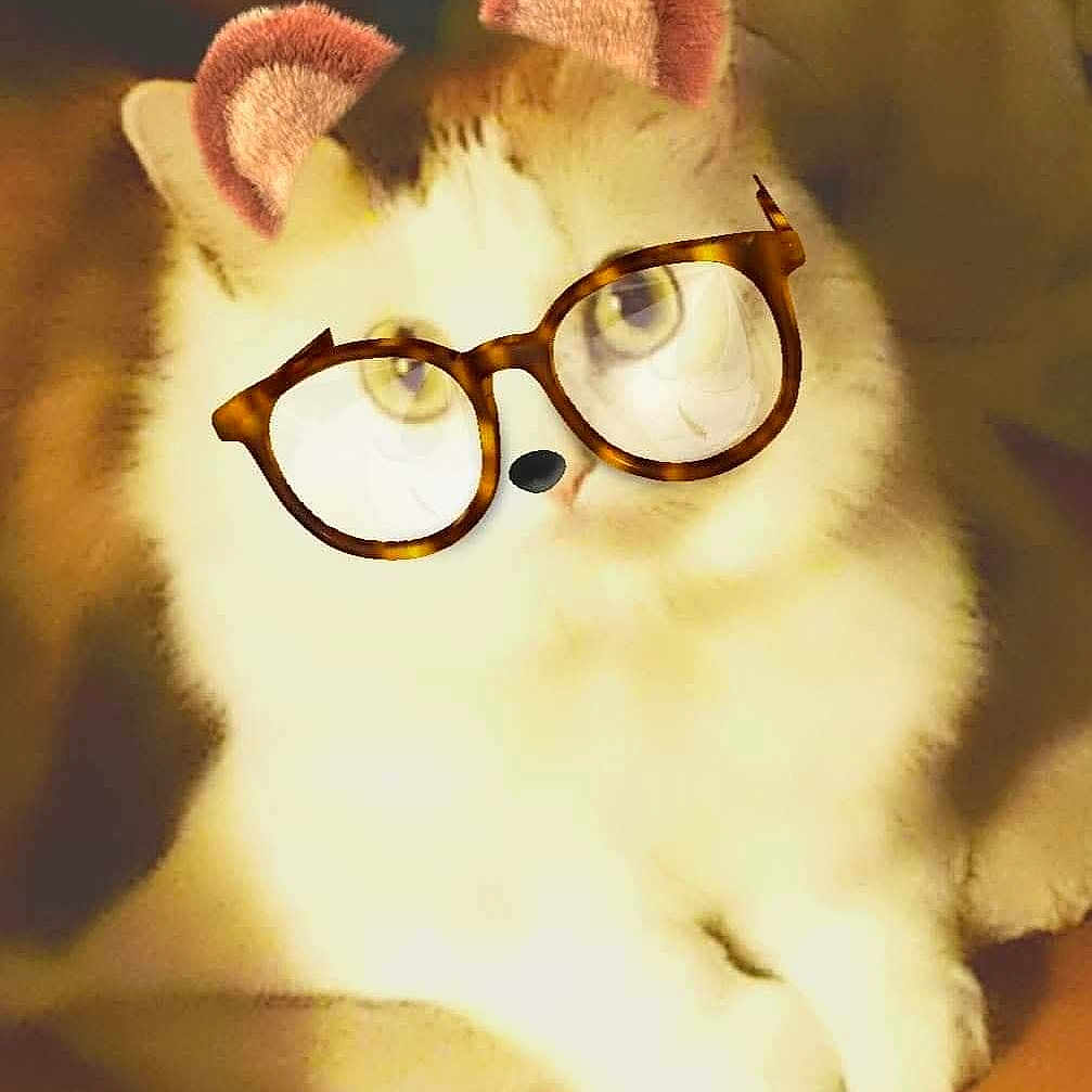 Jinx-C joined the competition — help win amazing prizes! animal, bear_ears_filter, cat, cozy, cute, digital_filter, eyes, feline, fluffy, glasses_filter, indoor, nose, orange_cat, paws, pet, portrait, relaxed, sitting, whiskers, white_cat