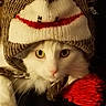 Jinx-C joined the competition — help win amazing prizes! animal, cat, close_up, cozy, curious, cute, eyes, face, feline, indoor, knitted_hat, looking, pet, playful, pom_pom, portrait, warm_clothing, whiskers, white_cat, winter