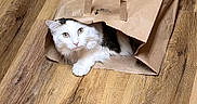 Jinx-C is registered to the contest to win money with this photo: animal, black, brown, cabinet, cat, curious, cute, domestic, feline, flooring, funny, household, indoor, looking, paper_bag, pet, playful, text_overlay, white, wood_floor