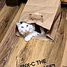 animal, black, brown, cabinet, cat, curious, cute, domestic, feline, flooring, funny, household, indoor, looking, paper_bag, pet, playful, text_overlay, white, wood_floor