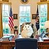 animal, books, carpet, cat, chair, chandelier, curtains, desk, feline, flag, fluffy, indoor, lamp, office, phone, plant, portrait, presidential_seal, window, wooden_furniture