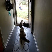 Magic Daffy Daisy joined the competition — help win amazing prizes! animal, cat, curious, daylight, domestic_animal, door, floor, grass, hallway, indoor, open_door, outdoor, person, pet, rug, three_cats, tile, tree, waiting, window