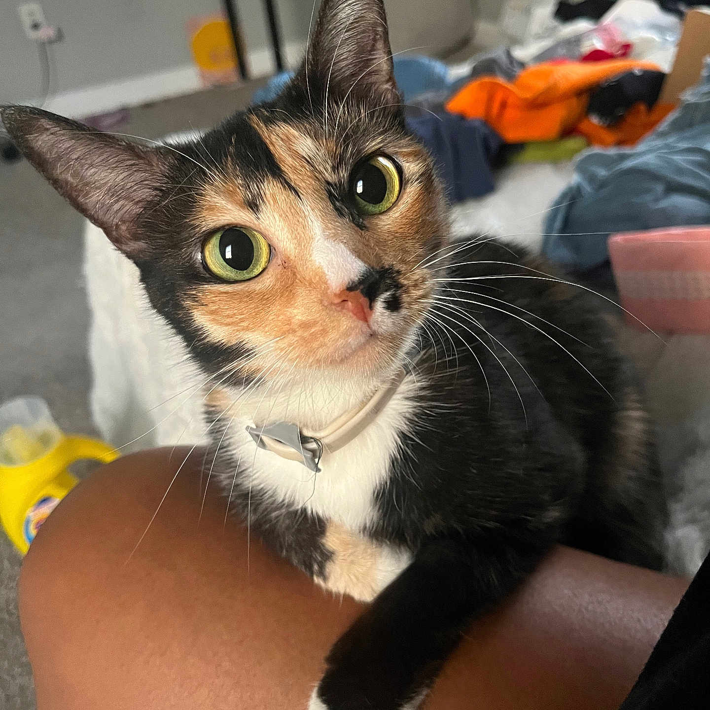 Miso Soup joined the competition — help win amazing prizes! bedroom, calico, carpet, cat, close_up, collar, curious, cute, domestic_cat, feline, fur, green_eyes, human_leg, indoor, laundry, paw, pet, portrait, sitting, whiskers