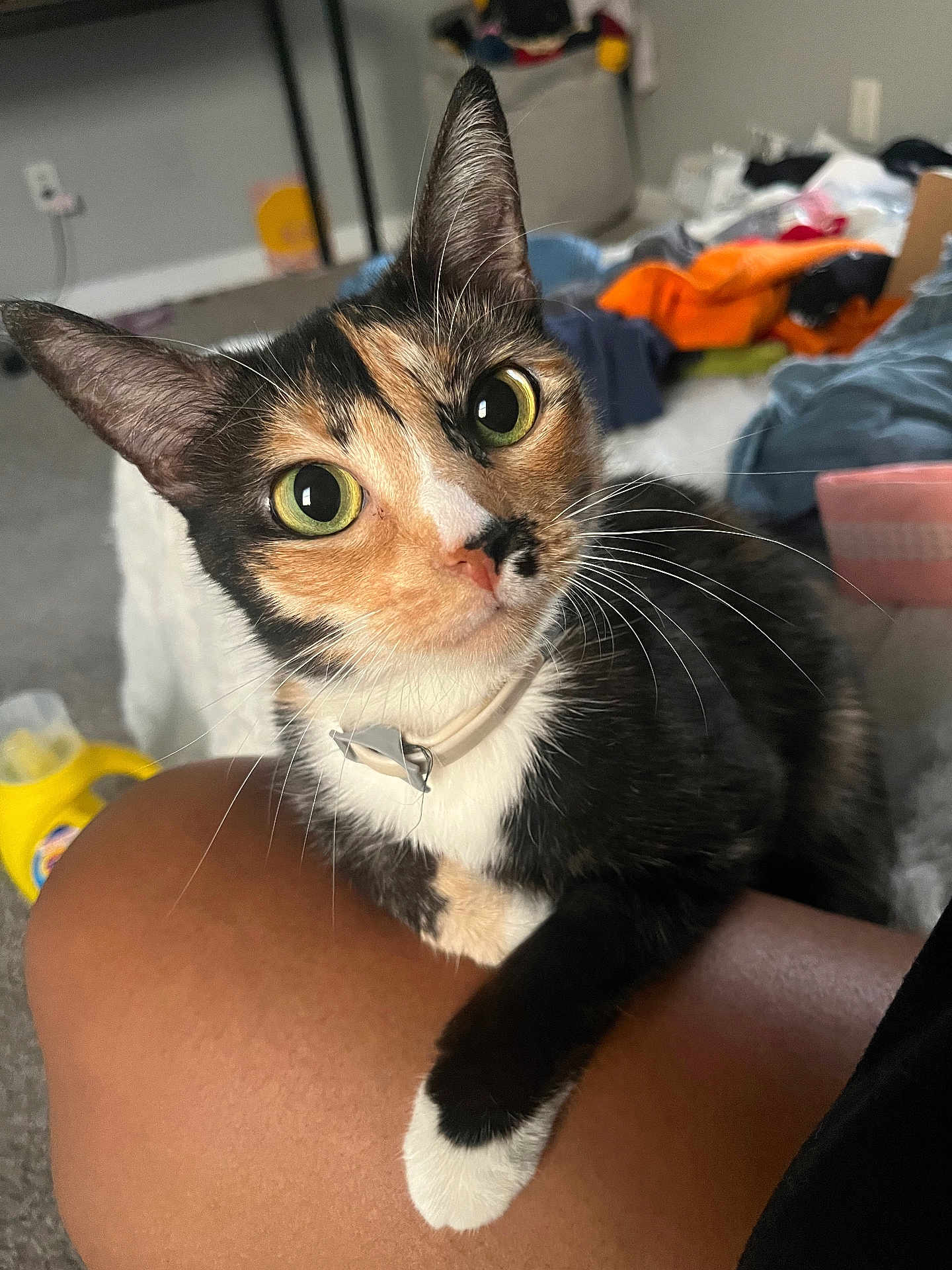 Miso Soup joined the competition — help win amazing prizes! cat, calico, green_eyes, whiskers, collar, paw, human_leg, close_up, portrait, pet, indoor, bedroom, laundry, carpet, curious, cute, domestic_cat, feline, fur, sitting