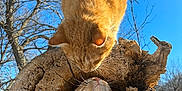 Cheeto joined the competition — help win amazing prizes! cat, kitten, orange_cat, hollow_log, tree, blue_sky, outdoor, whiskers, paws, wood, bark, sunlight, playful, curious, nature, portrait, closeup, friendship, animal, fur