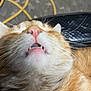 cat, orange_tabby, close_up, whiskers, tiny_fangs, pink_nose, fluffy_fur, mouth, eyes_closed, relaxed, pet, portrait, upward_pose, concrete_floor, yellow_cable, pliers, tool, black_tray, nap, background_blur