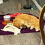 cat, orange_cat, sleeping_cat, curled_up, towel, purple_towel, food_bowl, water_bowl, kibble, pet_food_bag, vinyl_floor, flooring, toilet, scratching_post, food_can, lamp, chair, indoor, cozy, domestic_pet