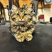 George joined the competition — help win amazing prizes! cat, tabby_cat, long_hair_cat, pet, animal, whiskers, paws, ears, eyes, fur, portrait, workbench, tools, pegboard, clamp, c_clamp, wire_brush, power_charger, indoor, bench