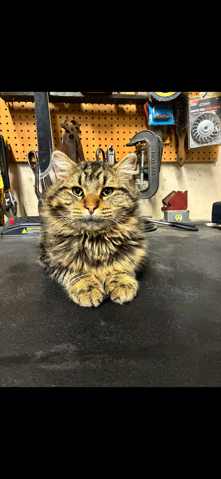 George joined the competition — help win amazing prizes! cat, tabby_cat, long_hair_cat, pet, animal, whiskers, paws, ears, eyes, fur, portrait, workbench, tools, pegboard, clamp, c_clamp, wire_brush, power_charger, indoor, bench