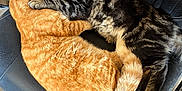 George joined the competition — help win amazing prizes! cat, cats, orange_cat, tabby_cat, sleeping, cuddling, office_chair, armrest, pet, fur, paws, tail, indoor, cozy, nap, close_up, pair, concrete_floor, shoe, backpack