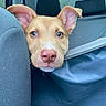 Drako joined the competition — help win amazing prizes! animal, backseat, canine, car_interior, close_up, curious, cute, dog, domestic_animal, ears, expression, head, looking, nose, pet, puppy, seat, travel, window, young_dog