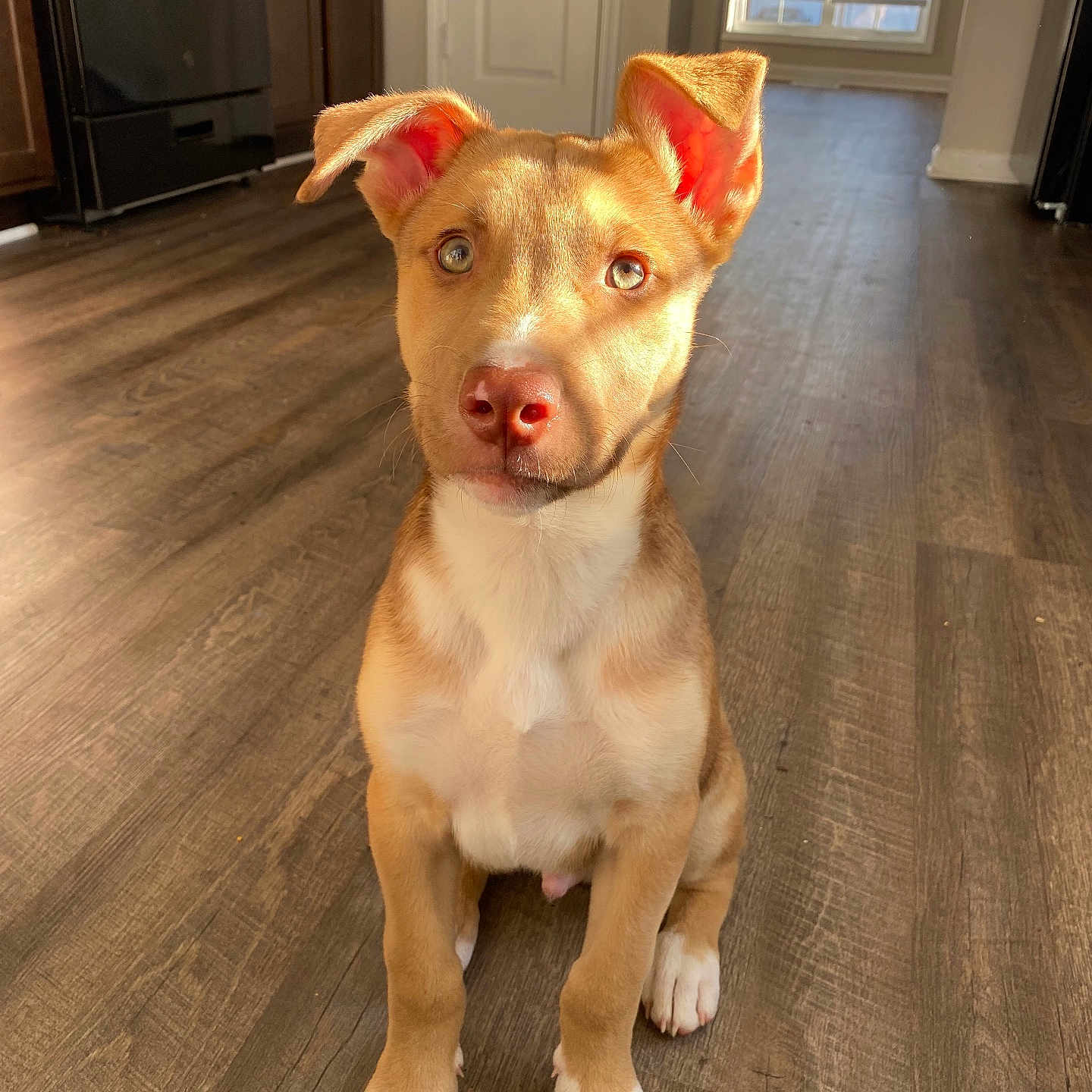Drako