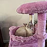 Sasha is registered to the contest to win money with this photo: cat, cat_tree, pink, furniture, pet, indoor, animal, relaxed, fluffy, fur, looking, cute, domestic_cat, home, resting, cozy, collar, play_structure, wood_floor, wall