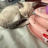 kitten, sleeping, cat, toy, pink, ball, fur, curled_up, indoor, bed, container, resting, close_up, animal, pet, cute, cozy, feline, domestic_cat, relaxed