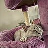 Sasha joined the competition — help win amazing prizes! cat, sleeping, cat_tree, plush, purple, hammock, indoor, pet, cozy, relaxed, paw, fur, cute, animal, resting, feline, content, home, whiskers, nap