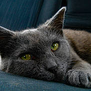 Pistachio joined the competition — help win amazing prizes! animal, blue_background, cat, close_up, cozy, cute, domestic_cat, ears, feline, gray_cat, green_eyes, indoor, lying_down, paw, pet, portrait, relaxed, resting, soft_fur, whiskers