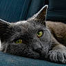 animal, blue_background, cat, close_up, cozy, cute, domestic_cat, ears, feline, gray_cat, green_eyes, indoor, lying_down, paw, pet, portrait, relaxed, resting, soft_fur, whiskers