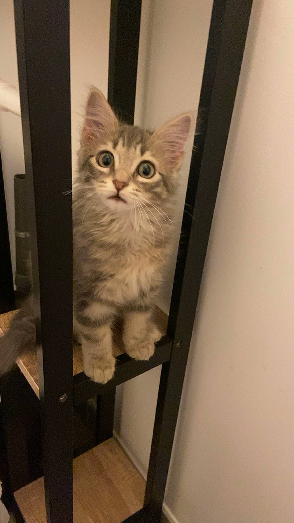 Smoky a rejoint le concours — aidez-le/la à gagner de superbes lots ! box, carnivore, cat, domestic_short_haired_cat, door, eye, fawn, felidae, fur, hair, head, mirror, refrigerator, shelf, small_to_medium_sized_cats, snout, stairs, tail, whiskers, wood