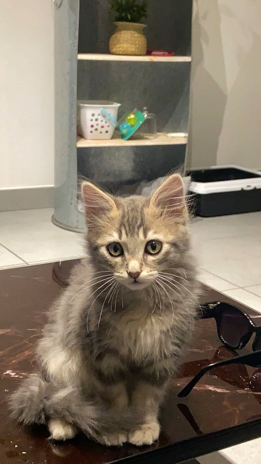 Smoky a rejoint le concours — aidez-le/la à gagner de superbes lots ! box, cardboard, carnivore, cat, claw, domestic_short_haired_cat, fawn, felidae, flooring, fur, paw, shelf, shelving, small_to_medium_sized_cats, snout, table, tail, whiskers, window