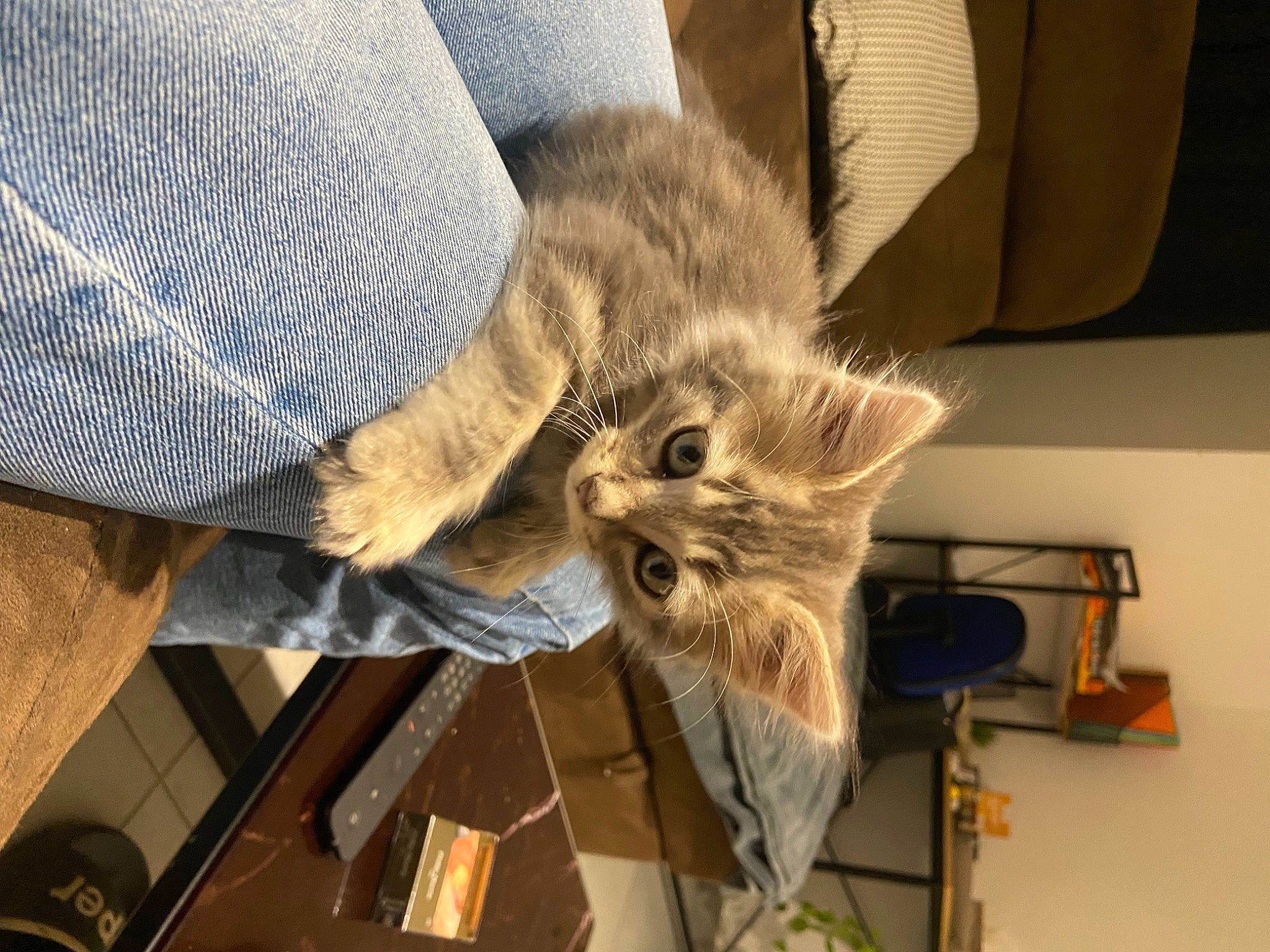 Smoky a rejoint le concours — aidez-le/la à gagner de superbes lots ! carnivore, cat, claw, comfort, couch, denim, domestic_short_haired_cat, fawn, felidae, flooring, fur, hardwood, human_leg, paw, small_to_medium_sized_cats, tail, whiskers, wood