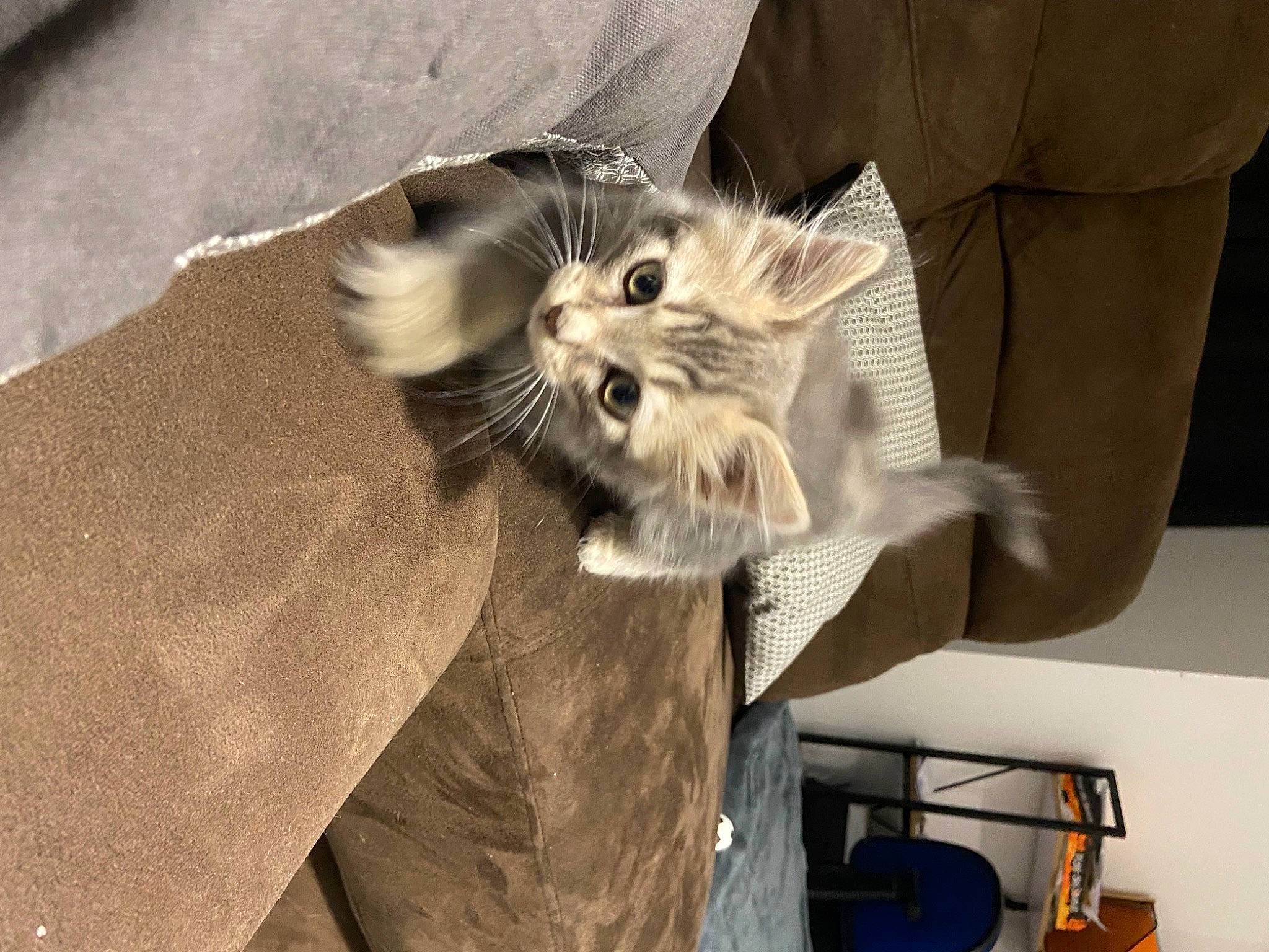 Smoky participe au concours pour gagner de l'argent avec cette photo : carnivore, cat, claw, comfort, domestic_short_haired_cat, fawn, felidae, fur, paw, small_to_medium_sized_cats, snout, whiskers