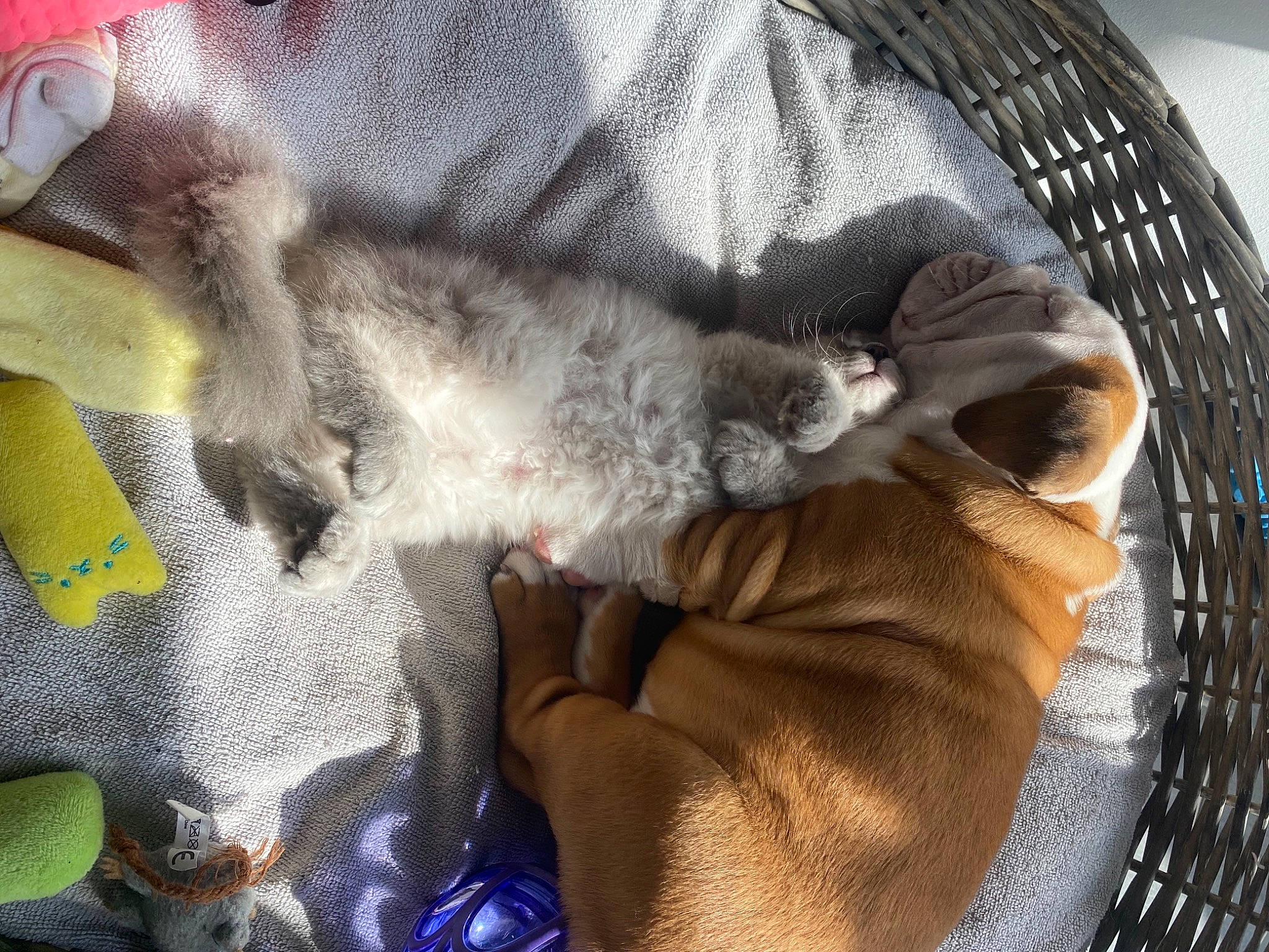 Sultan participe au concours pour gagner de l'argent avec cette photo : canidae, carnivore, claw, comfort, companion_dog, dog_breed, domestic_short_haired_cat, fawn, felidae, fur, grey, linens, nap, paw, sleep, small_to_medium_sized_cats, sporting_group, tail, vertebrate, whiskers