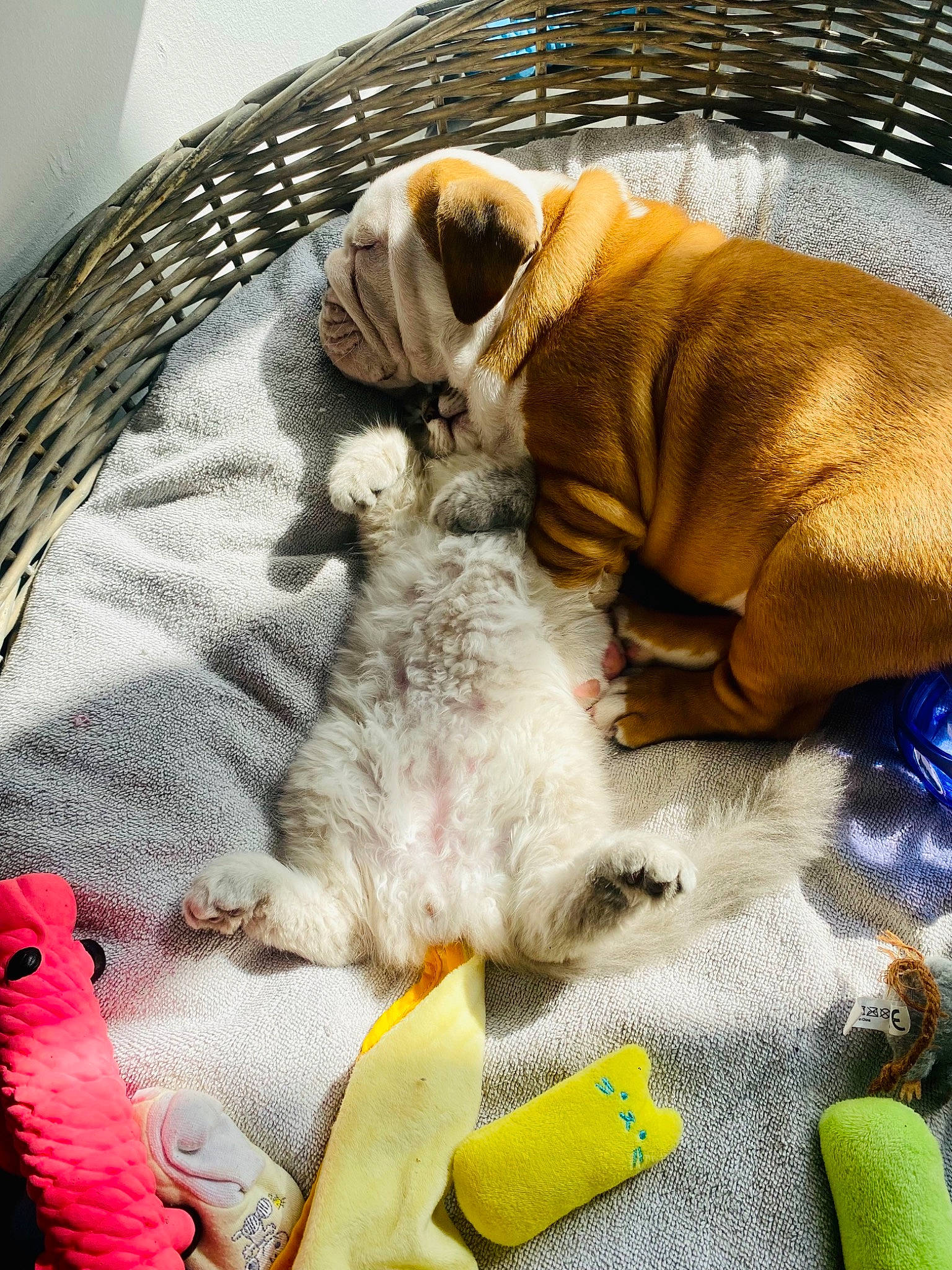 Sultan a rejoint le concours — aidez-le/la à gagner de superbes lots ! bulldog, carnivore, comfort, companion_dog, dog, dog_bed, dog_breed, dog_supply, fawn, flooring, linens, pet_supply, pug, snout, sporting_group, tail, toy_dog, vertebrate, working_animal, wrinkle