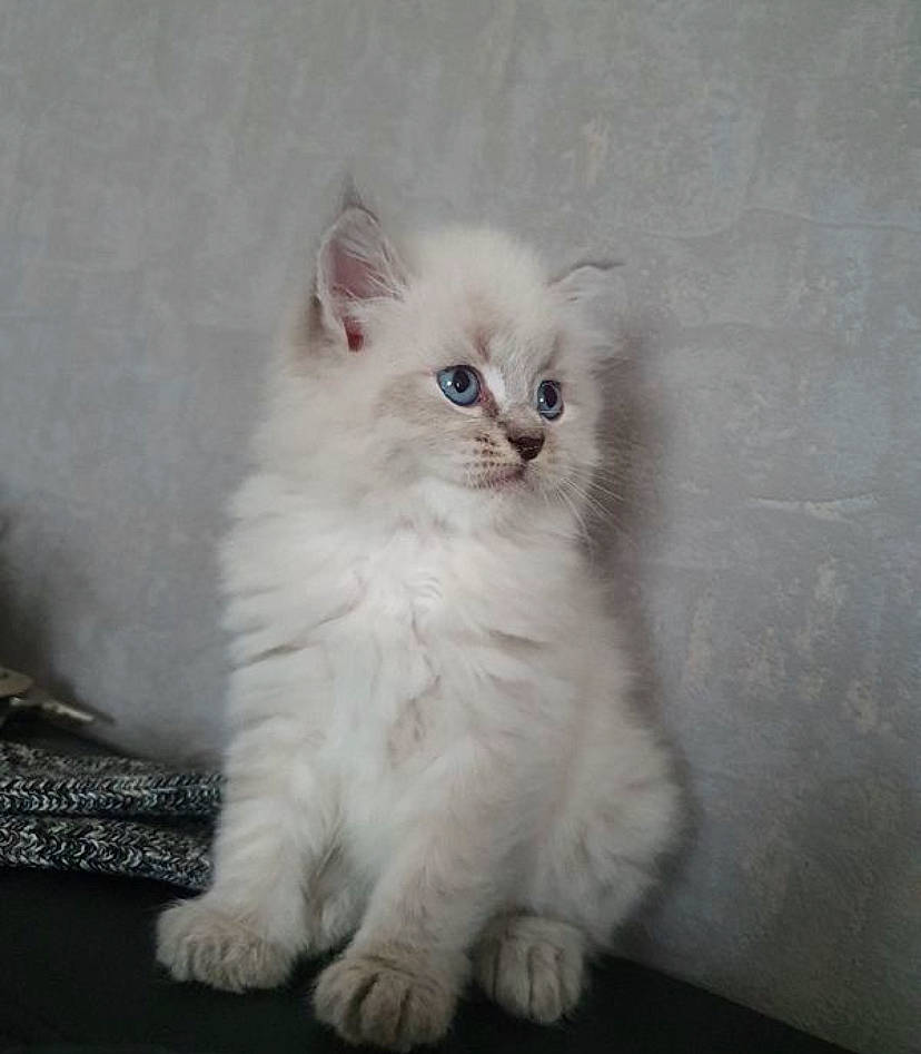 Sultan participe au concours pour gagner de l'argent avec cette photo : british_longhair, carnivore, cat, claw, comfort, felidae, fur, grey, paw, small_to_medium_sized_cats, tail, terrestrial_animal, whiskers, window