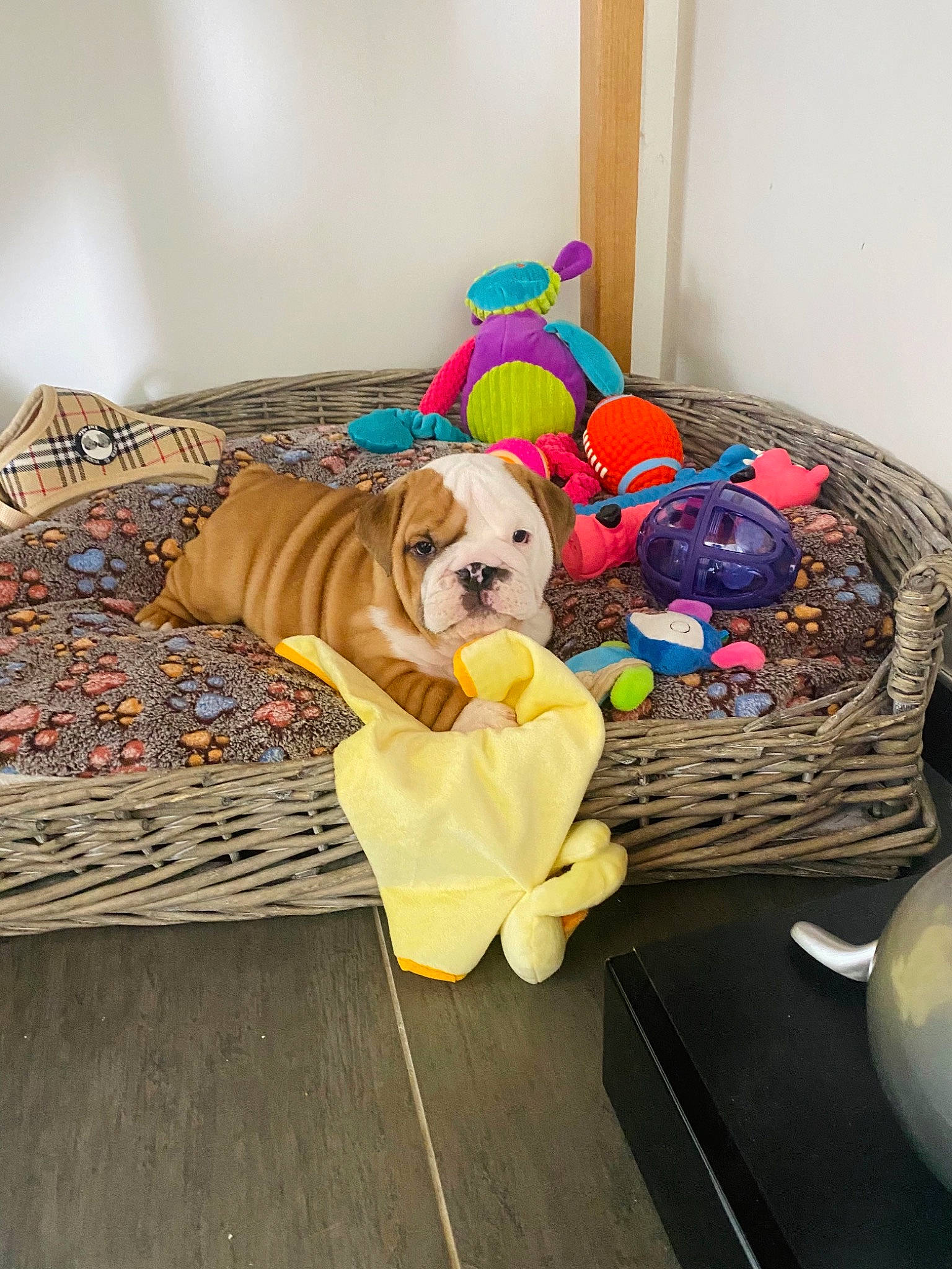 Spartacus a rejoint le concours — aidez-le/la à gagner de superbes lots ! carnivore, comfort, companion_dog, couch, dog, dog_breed, dog_clothes, dog_supply, fawn, flooring, hardwood, linens, living_room, pet_supply, sporting_group, studio_couch, stuffed_toy, table, toy, wood