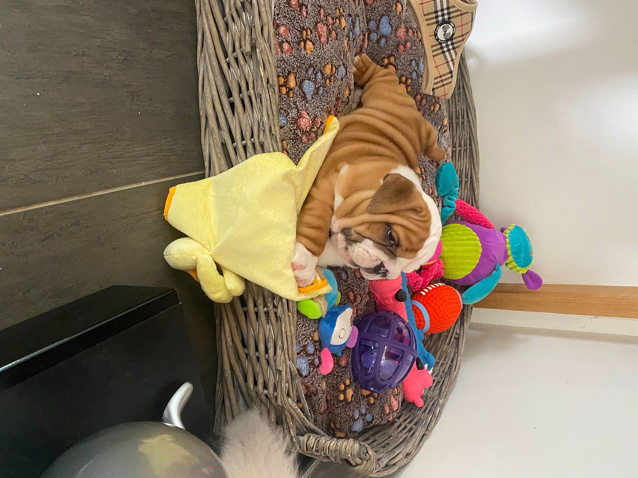 Spartacus participe au concours pour gagner de l'argent avec cette photo : basket, cap, carnivore, costume_hat, fawn, felidae, garden_gnome, hat, lawn_ornament, linens, ornament, party_hat, plush, small_to_medium_sized_cats, stuffed_toy, teddy_bear, toy, whiskers, wood, wool