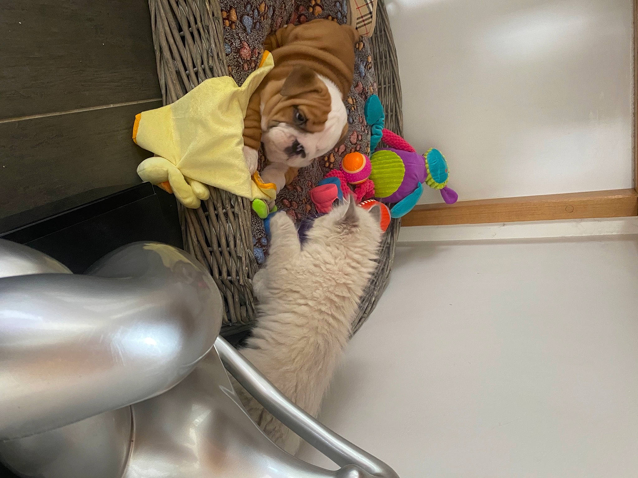 Spartacus a rejoint le concours — aidez-le/la à gagner de superbes lots ! animation, art, baby_products, baby_toys, comfort, companion_dog, dog, fawn, fur, paper, plush, room, stuffed_toy, teddy_bear, textile, toy, wood, wool, working_animal