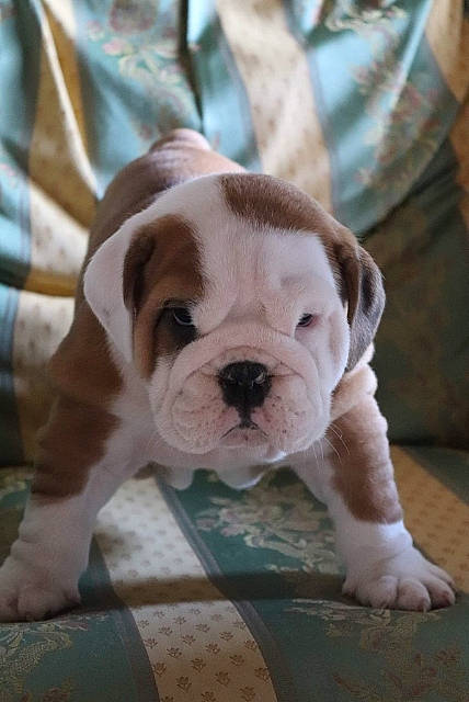 Thésée a rejoint le concours — aidez-le/la à gagner de superbes lots ! bulldog, canidae, carnivore, collar, companion_dog, dog, dog_breed, dog_collar, dog_supply, fawn, flooring, fur, pet_supply, puppy_love, snout, sporting_group, toy_dog, wood, working_animal, wrinkle