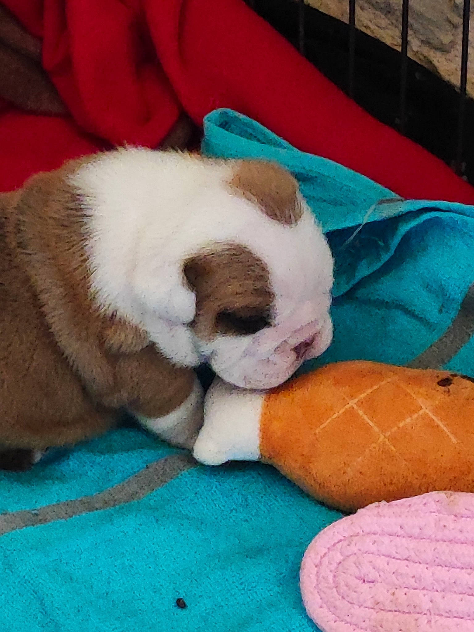 Thésée participe au concours pour gagner de l'argent avec cette photo : ball, carnivore, comfort, companion_dog, dog, dog_breed, dog_supply, fawn, flooring, fur, grass, human_leg, linens, paw, snout, sporting_group, stuffed_toy, tail, textile, whiskers