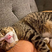 Lazer is registered to the contest to win money with this photo: cat, tabby, sleeping, couch, whiskers, pink_nose, fur, pet, close_up, relaxation, cozy, indoor, animal, domestic_cat, resting, feline, comfort, human_arm, gray, striped