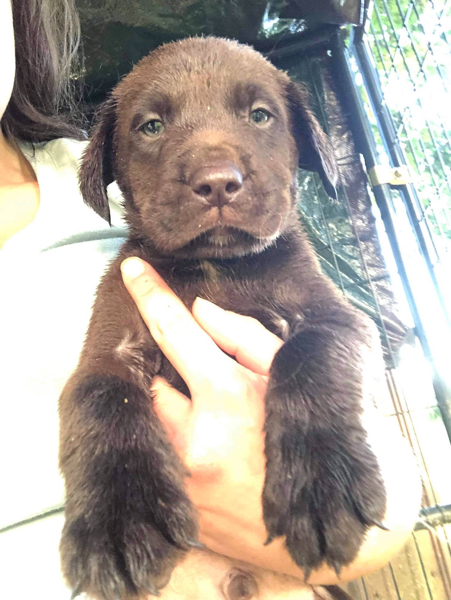 Trapper is registered to the contest to win money with this photo: borador, canidae, carnivore, collar, companion_dog, dog, dog_breed, dog_collar, fur, gesture, liver, natural_material, plant, snout, sporting_group, terrestrial_animal, tree, working_animal