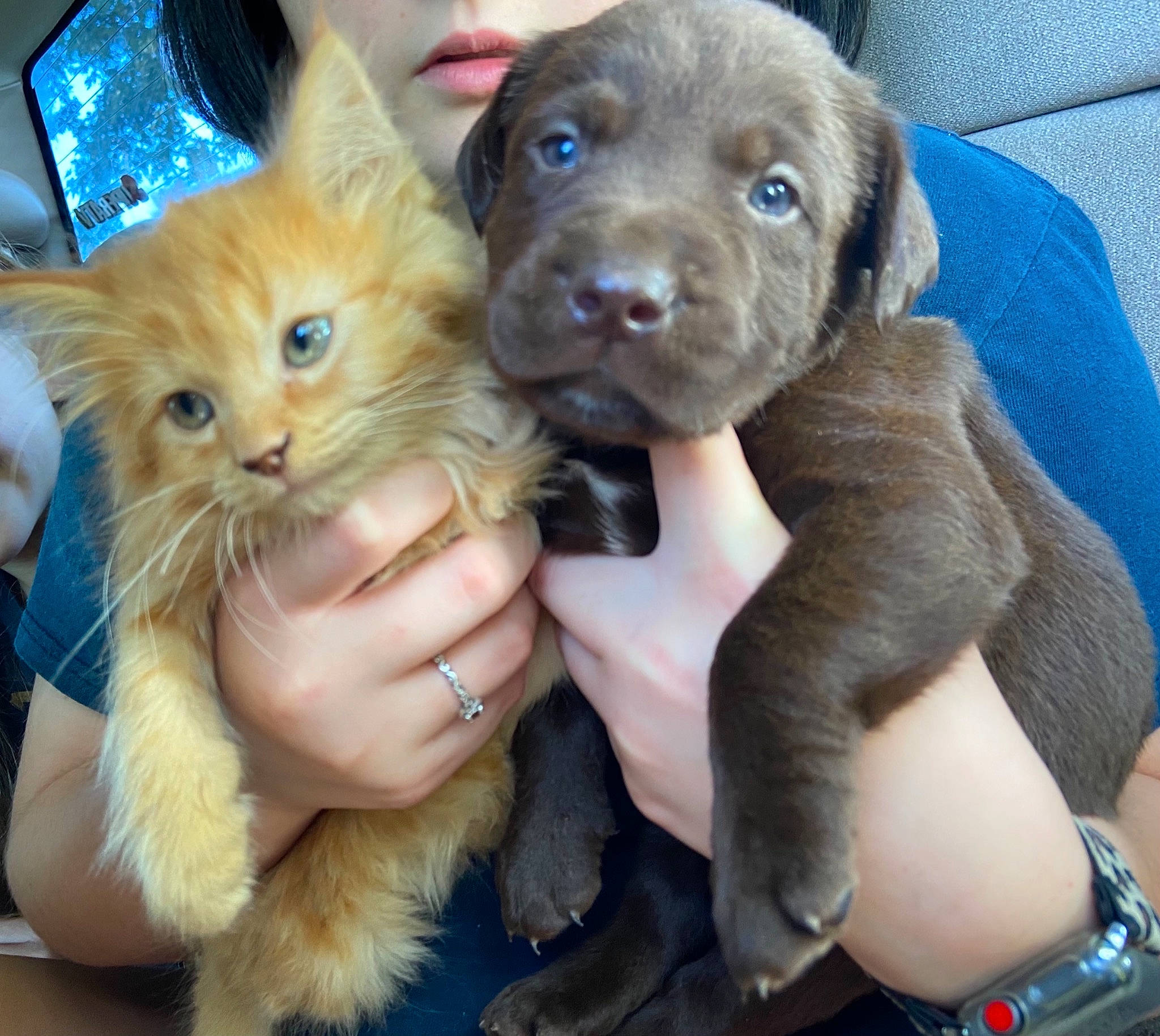 Trapper is registered to the contest to win money with this photo: carnivore, cat, claw, companion_dog, dog, dog_breed, domestic_short_haired_cat, ear, fawn, felidae, fur, gesture, liver, nail, paw, small_to_medium_sized_cats, vertebrate, whiskers, working_animal